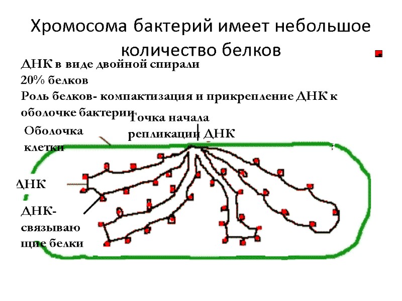 Хромосома бактерий имеет небольшое количество белков  Оболочка клетки Точка начала репликации ДНК 
